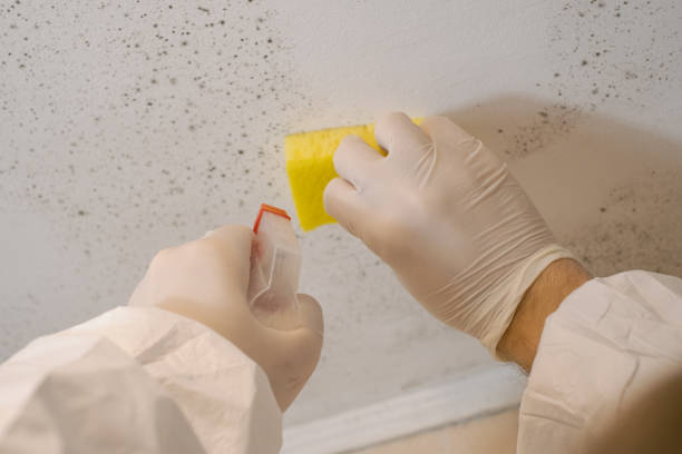 Best Basement Mold Removal  in Ashley, PA